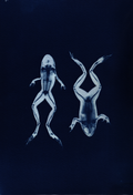 Frog Study - A4