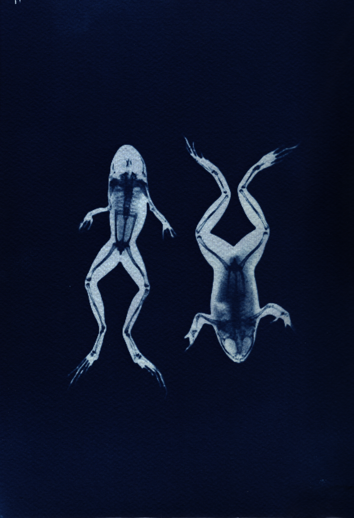 Frog Study - A4