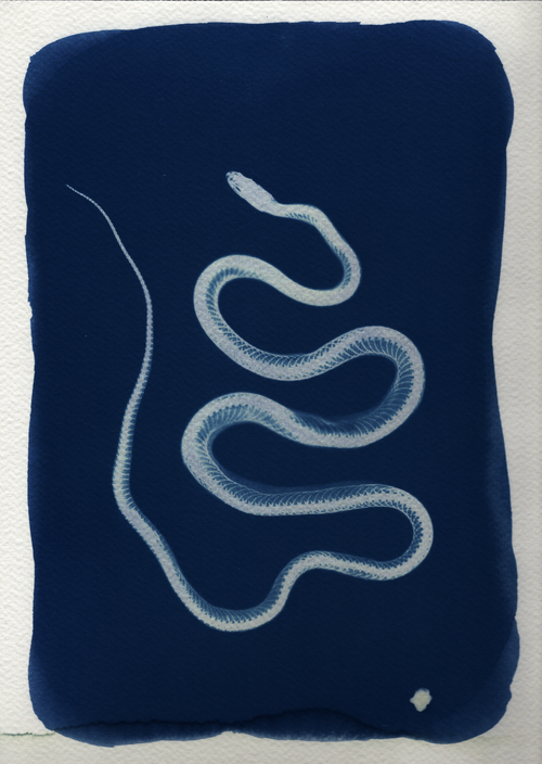 Aesculapian Snake - A4
