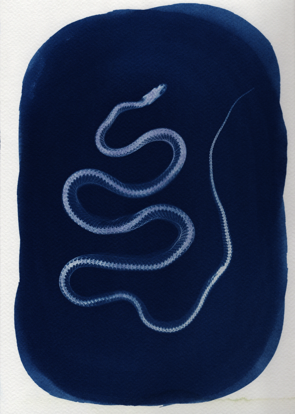 Aesculapian Snake - A4
