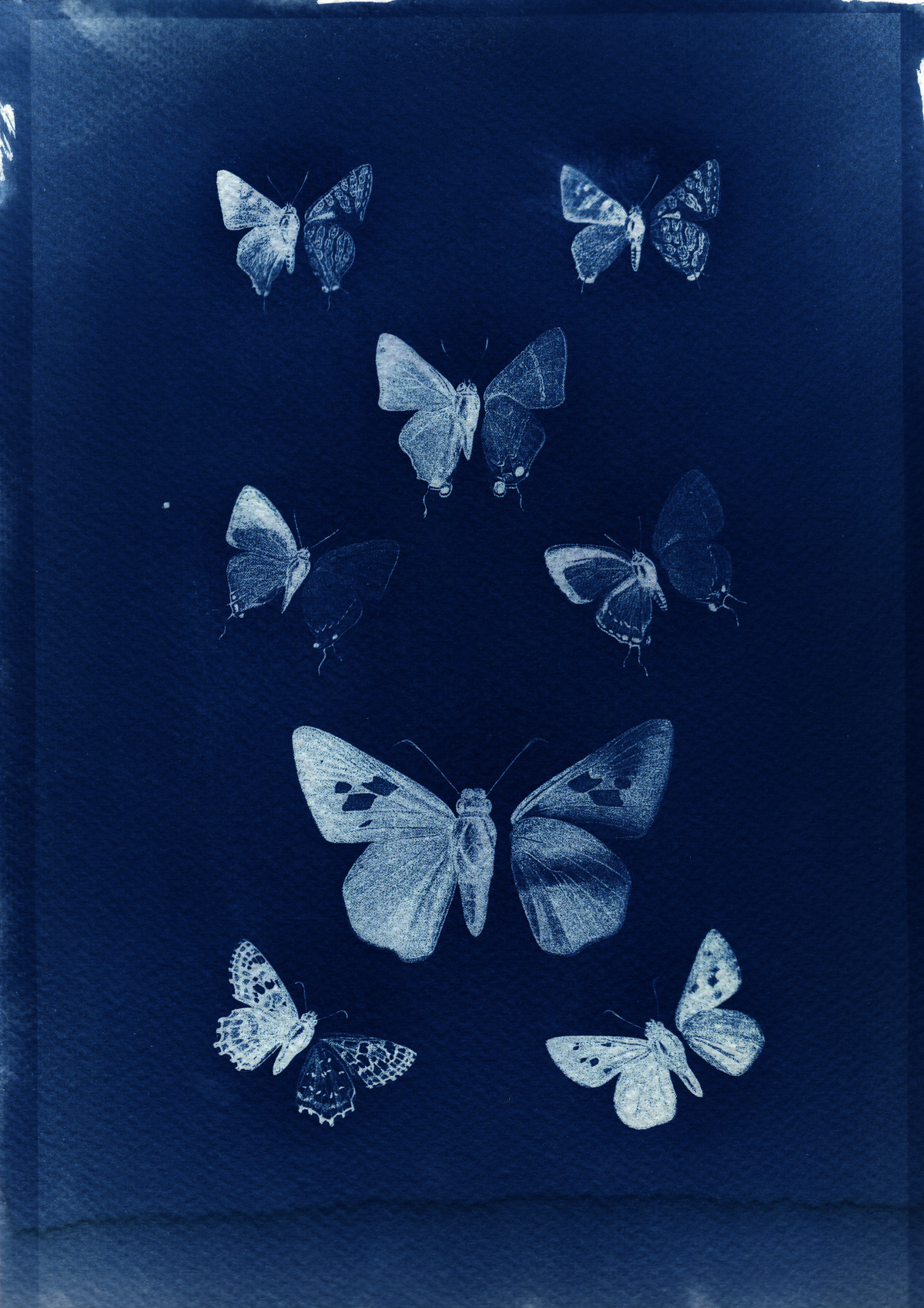 Butterflies of Ceylon - A4