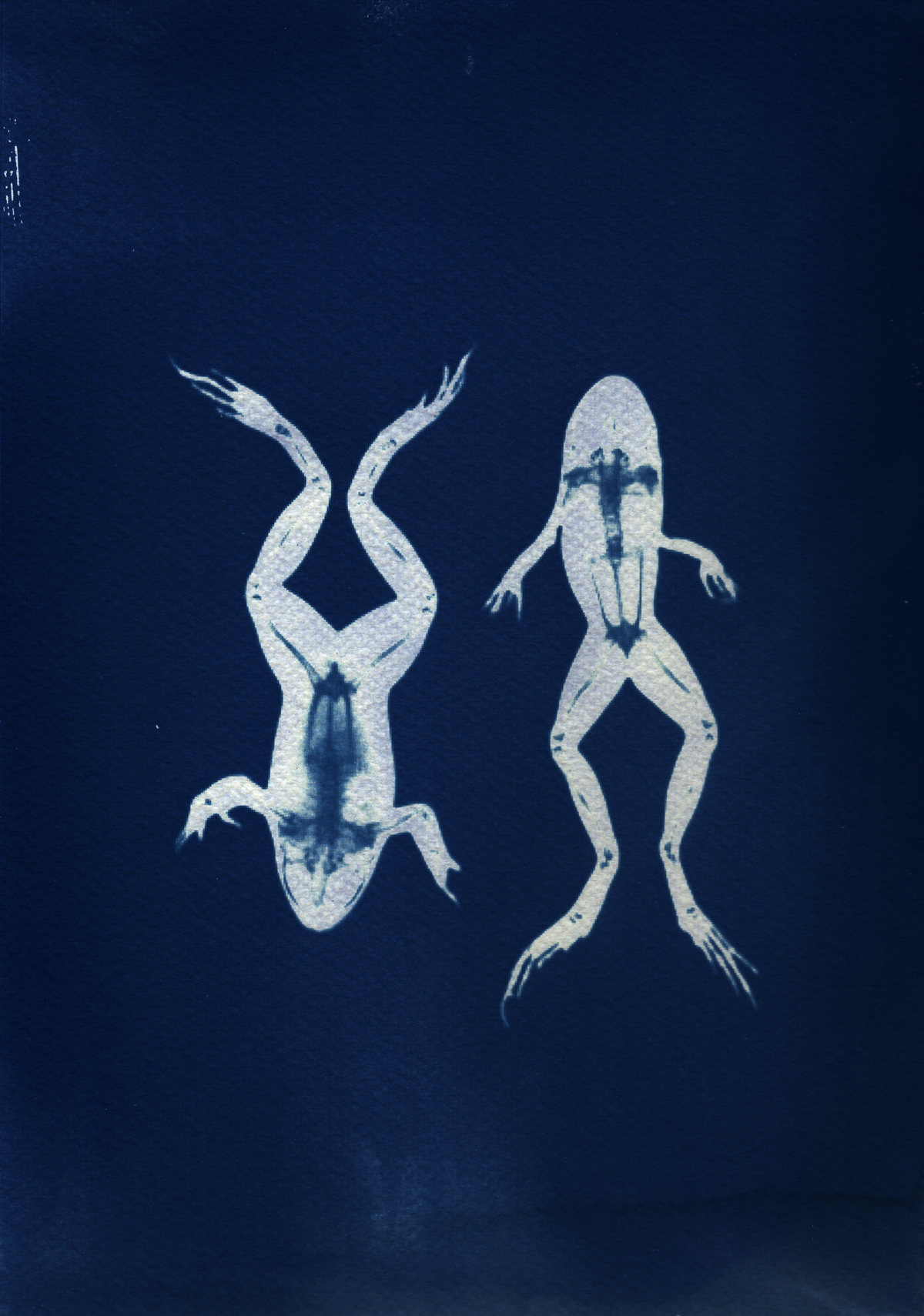 Frog Study - A4