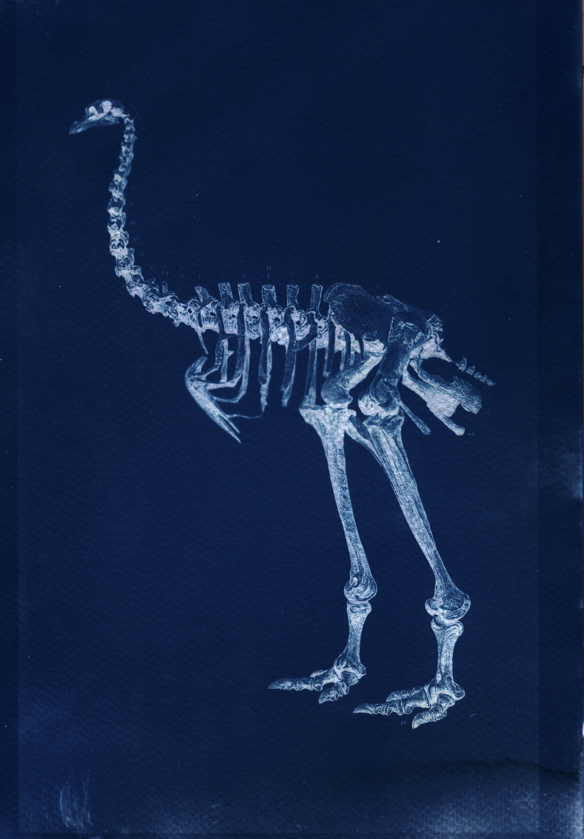Moa Bones - A4