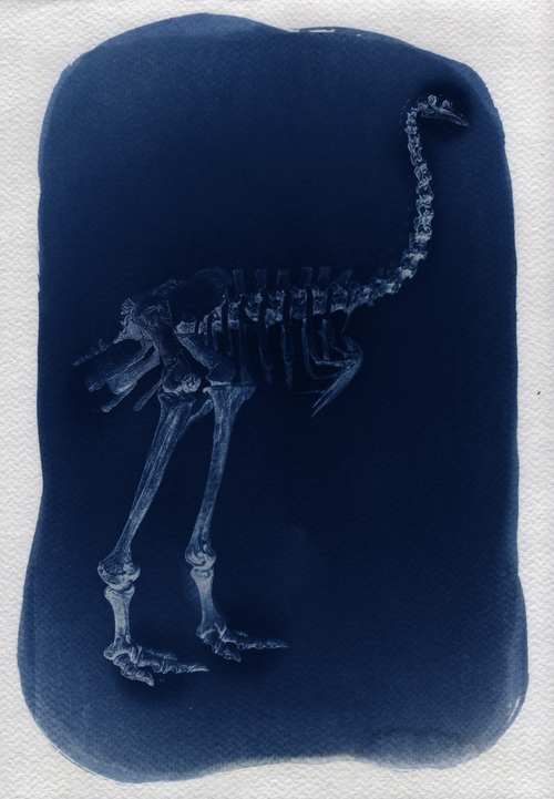 Moa Bones - A4