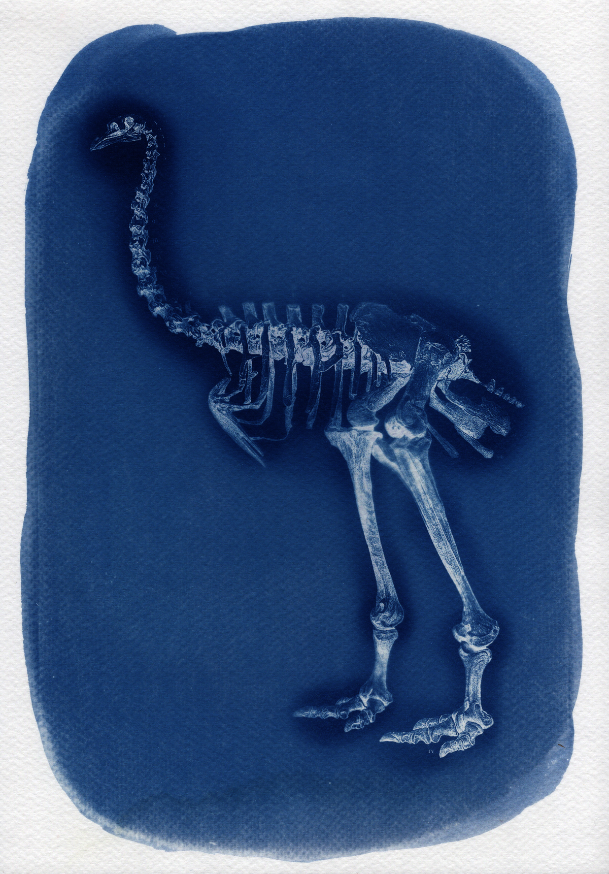Moa Bones - A4