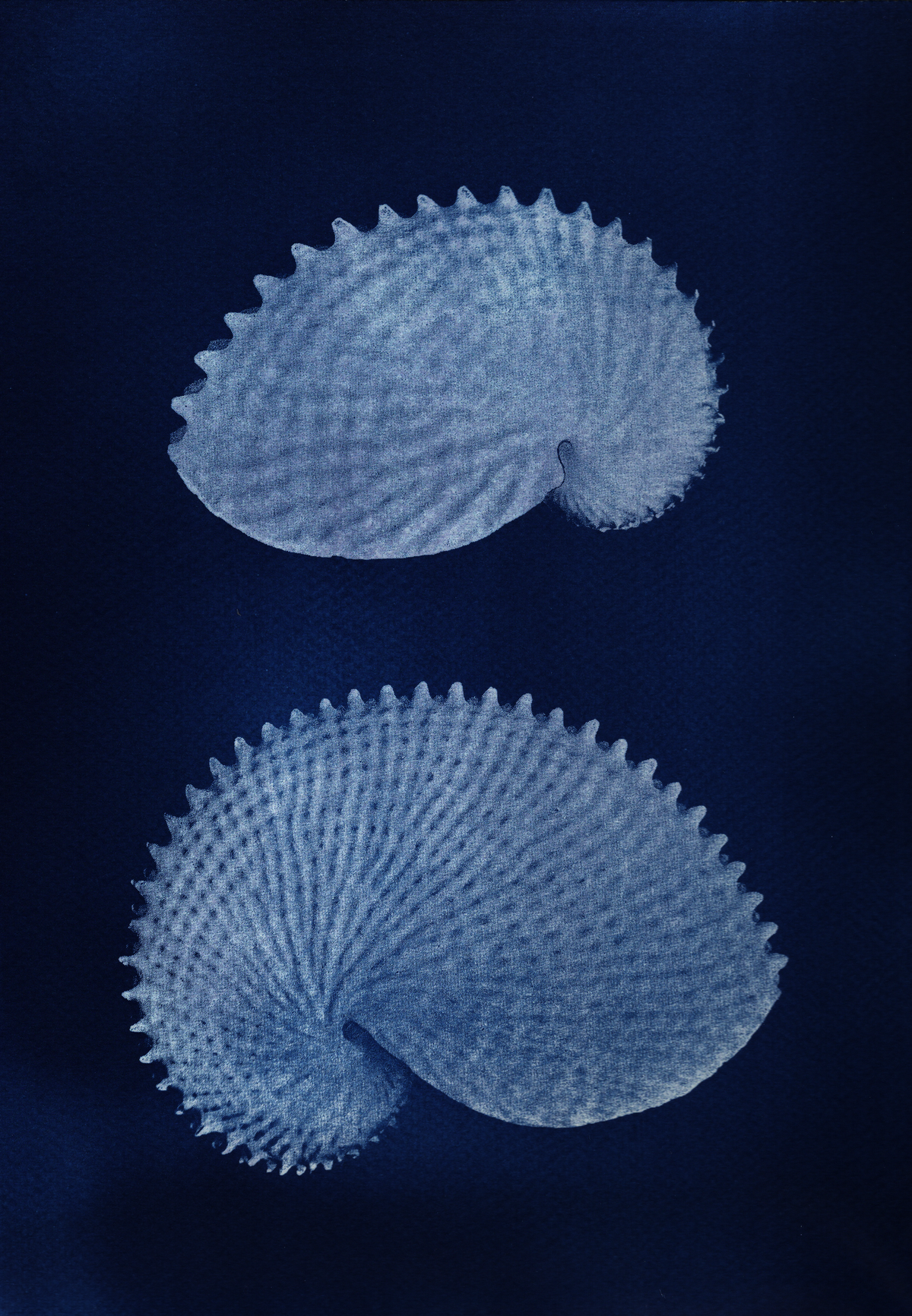 Paper Nautilus