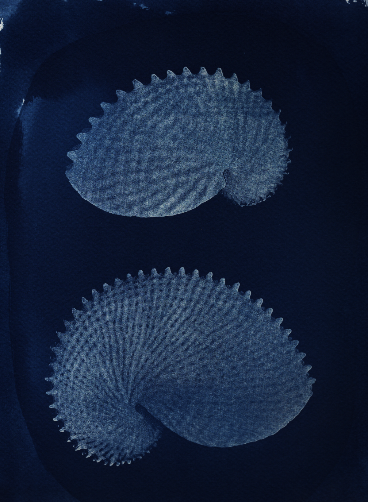 Paper Nautilus