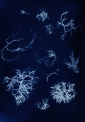 Unique Usnea Lichen Prints