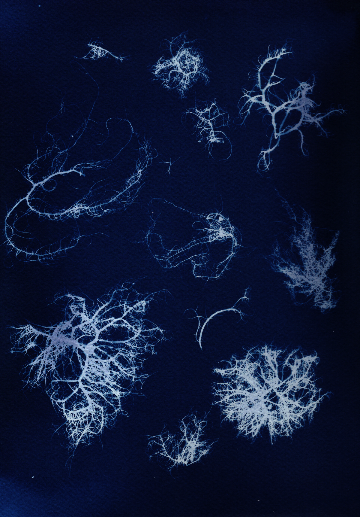 Unique Usnea Lichen Prints
