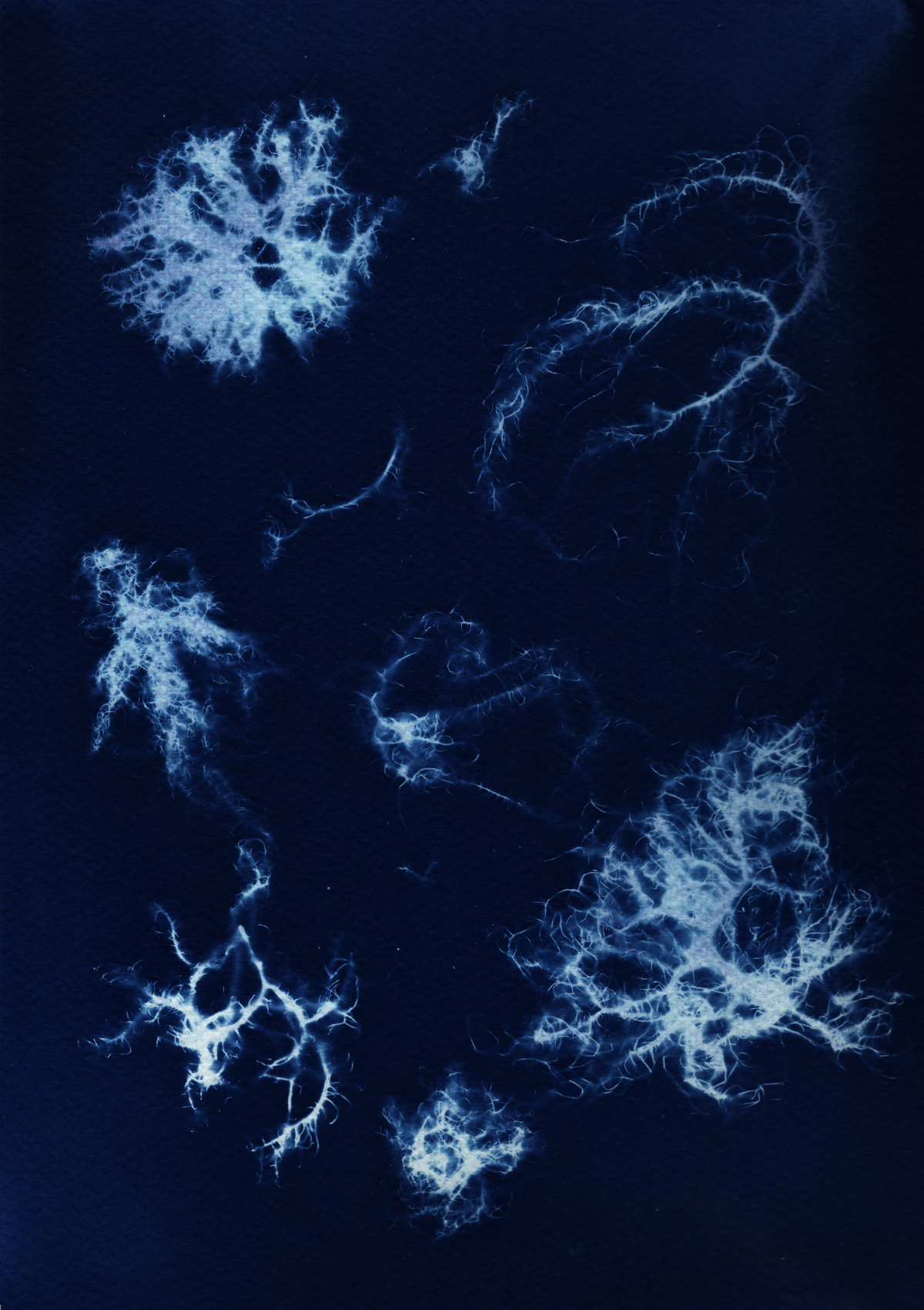 Unique Usnea Lichen Prints